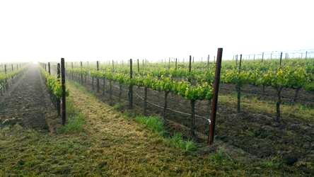 Vineyard Management Services 17